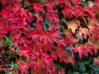 Farbenfroher Wilder Wein